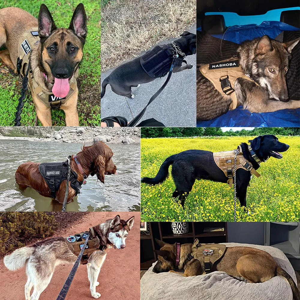 Padded Nylon Dog Harness And Leash Set For Outdoor Walks