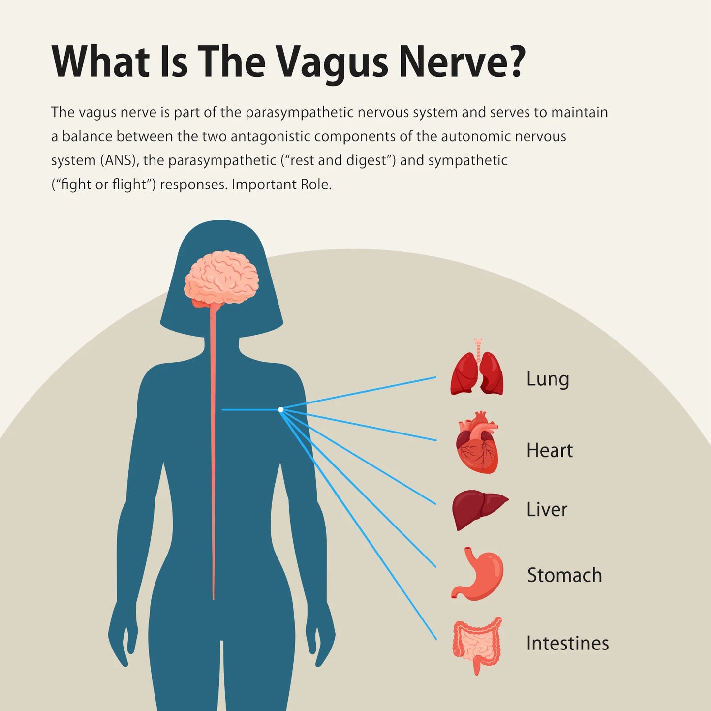 Zenowell Vagus Nerve Stimulation For Deep Sleep And Anxiety Relief